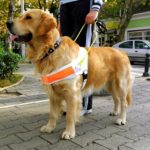 Cabbie loses licence following Assistance Dog refusal