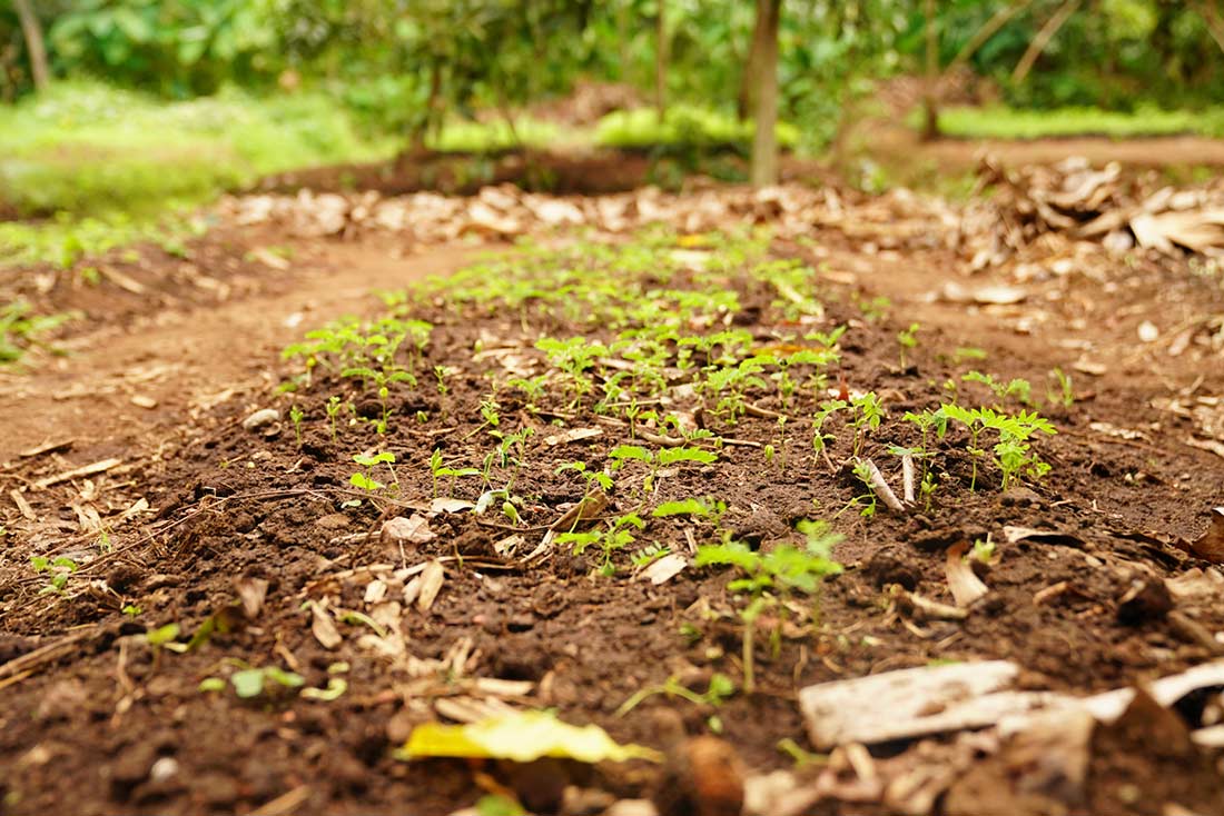 Allied Grow My Tree 2